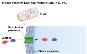Inducer exclusion: glucose inhibits lactose transport