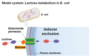 Inducer exclusion: glucose blocks lactose entry