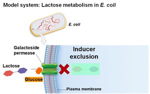 Inducer exclusion: glucose blocks lactose entry (detailed)