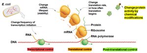 Transcriptional, translational, and post-translational control diagram