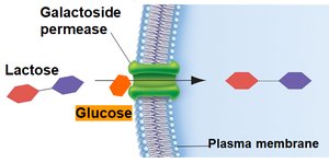 Inducer exclusion: no transcription with glucose
