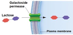 Lactose transport without glucose