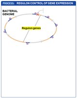 Regulon control: bacterial genome