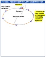 Regulon control: repressor binds operator