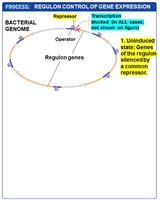 Regulon control: transcription blocked