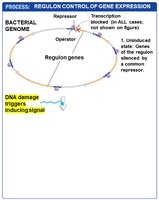 Regulon control: DNA damage triggers signal