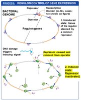 Regulon control: repressor inactivated
