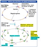 Regulon control: regulon genes expressed