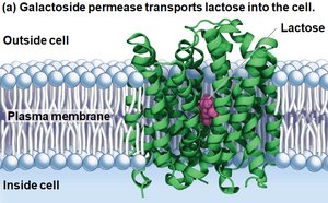 Galactoside permease transports lactose