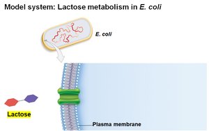 Lactose transport model