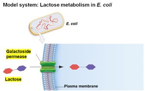 Lactose transport with galactoside permease