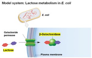Lactose transport and β-galactosidase