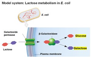 Lactose conversion to glucose and galactose