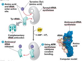 Aminoacyl-tRNA synthetase mechanism