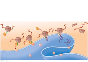 Polypeptide targeting to ER
