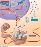 Transcription and translation in eukaryotes