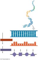 Transcription and translation overview