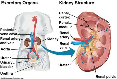 Human excretory system and kidney structure