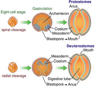 Protostome vs deuterostome development