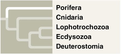 Porifera phylogeny