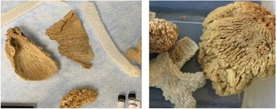 Sponge macroanatomy samples