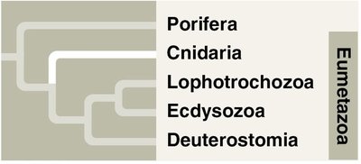 Cnidarian diversity