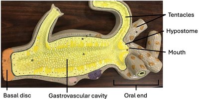 Hydra model: tentacles, hypostome, mouth, gastrovascular cavity