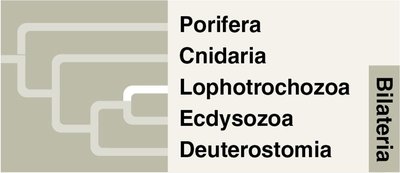 Lophotrochozoa phylogeny