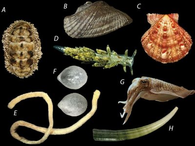 Mollusc diversity: chiton, bivalve, gastropod, cephalopod, etc.
