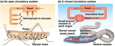 Open vs closed circulatory systems