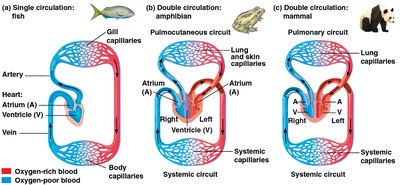 Single and double circulation in vertebrates