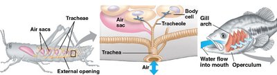 Insect trachea and fish gills
