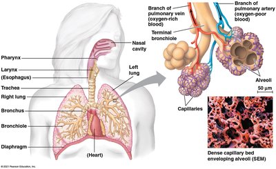 Human respiratory system and alveoli