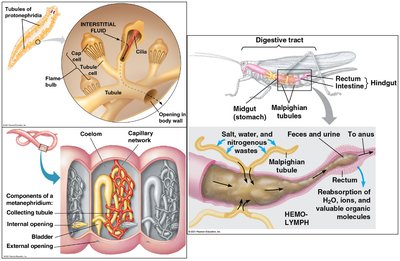 Animal excretory systems: protonephridia, metanephridia, Malpighian tubules