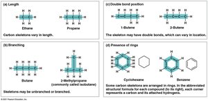 Four ways that carbon skeletons can vary