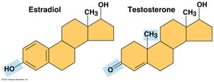 Structural comparison of estradiol and testosterone