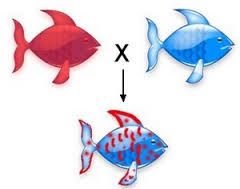 Codominance in fish: offspring with both red and blue patches