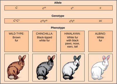 Multiple alleles for rabbit coat color and their phenotypes