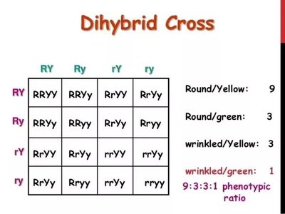 Dihybrid cross Punnett square and phenotypic ratio