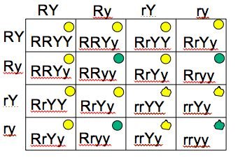 Dihybrid cross Punnett square with phenotype symbols