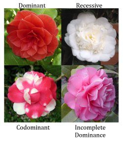 Examples of dominant, recessive, codominant, and incomplete dominance in flowers