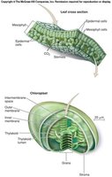 Chloroplast structure showing thylakoids and stroma
