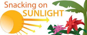 Snacking on sunlight: plants using sunlight for energy