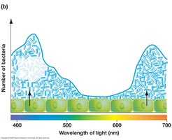 Absorption spectrum and action spectrum of photosynthetic pigments
