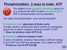 Phosphorylation: 2 ways to make ATP
