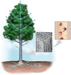Cohesion and adhesion in water transport in plants