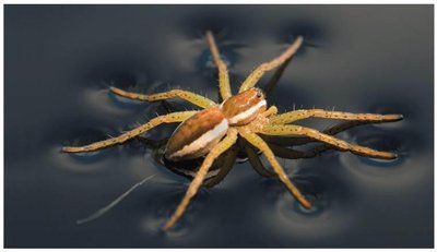 Spider walking on water due to surface tension