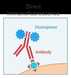 Direct immunofluorescence schematic