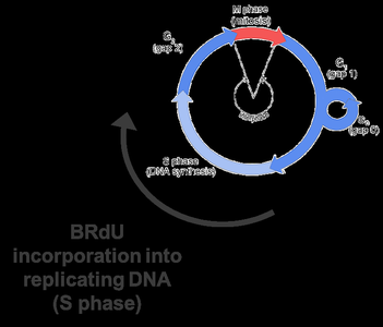 Cell cycle diagram with BrdU incorporation