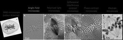 Comparison of microscopy techniques for cell division analysis
